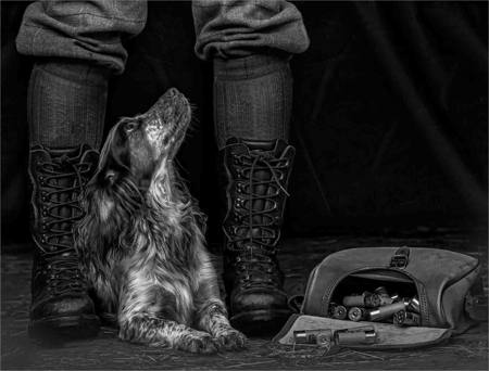 WORKING DOG READY