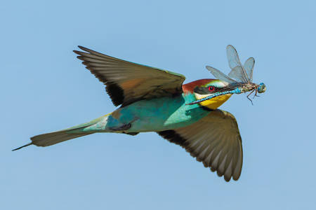 Bee Eater With Dragonfly