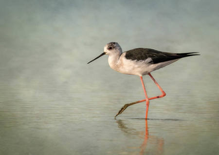Black Winged Stilt