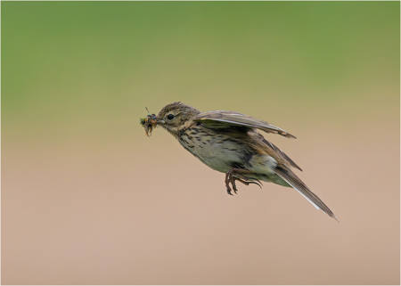 Meadow Pipit With A Beakful Of Bugs