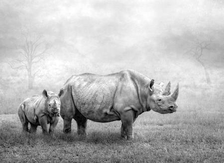Rhino Mum And Calf