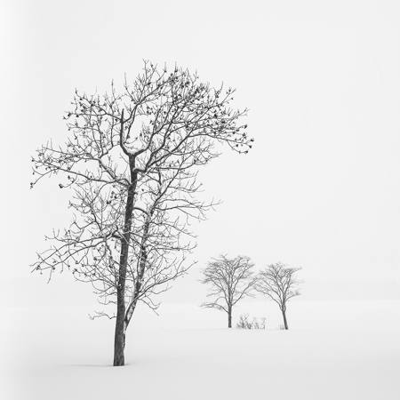 Tree And Distant Friends