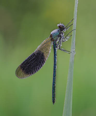 Banded Demoiselle With Morning Dew