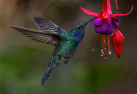 Lesser Violet Ear Hummingbird Feeding