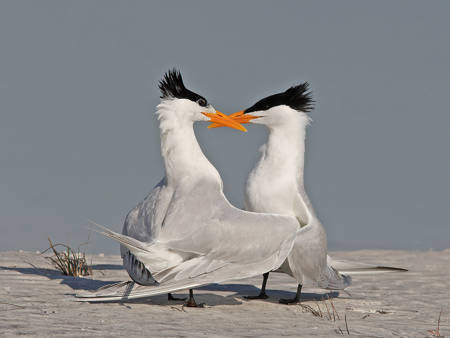 Royal Tern  Courtship