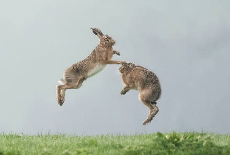 Hares Playing