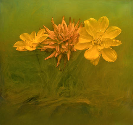 Dahlias In Swirling Water