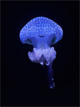 Phyllorhiza Punctata