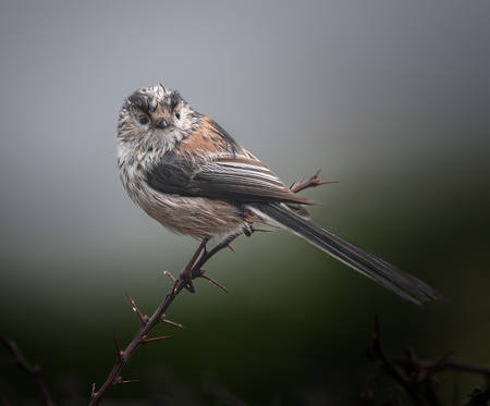 Long Tailed Tit In The Rain