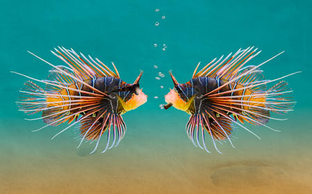 Lionfish Face Off
