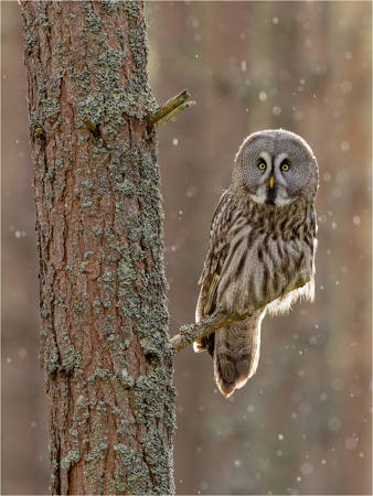 Great Grey Owl, Light Snowfall