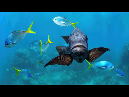 Black Snapper On The Prowl