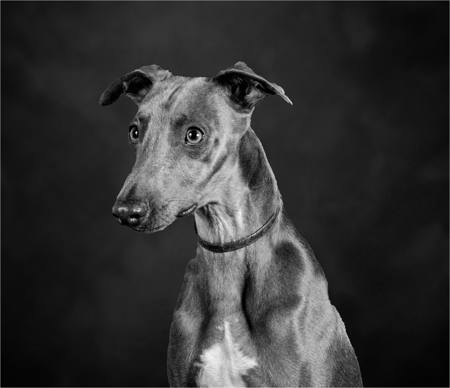 Elvis The Whippet