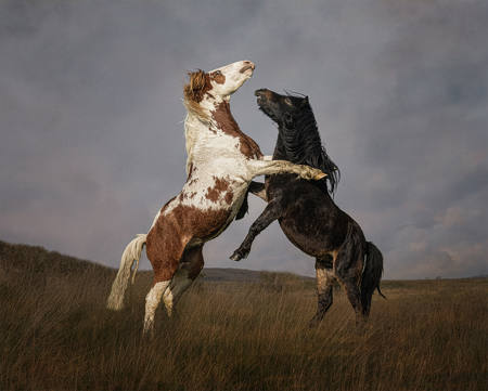 Nature's Dual