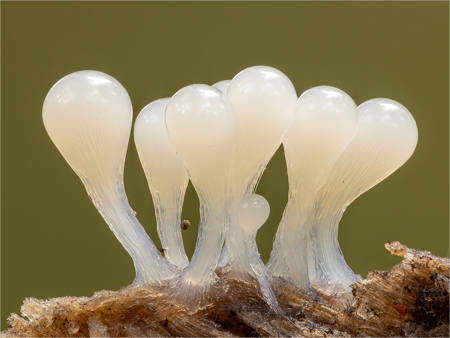 White Slime Mould