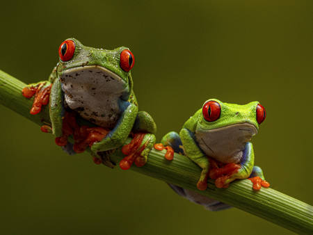 Red-Eyed-Tree-Frogs