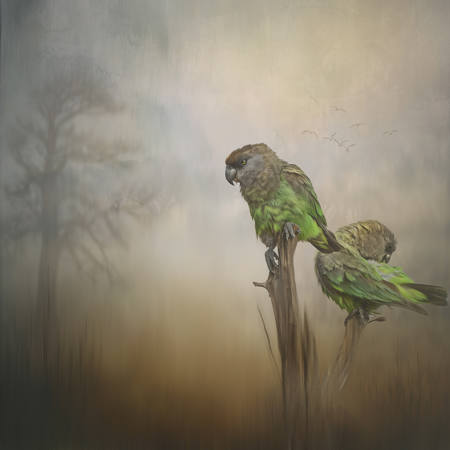A Misty Morning In The Kruger