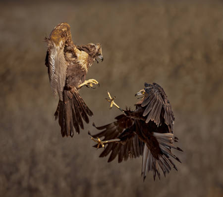 Marsh Harriers - Talon To Talon