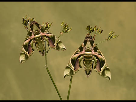 Oleander Hawk Moths