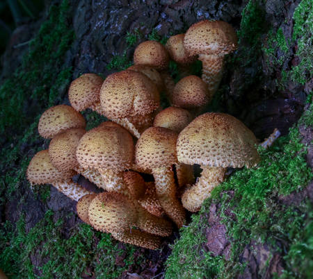 Fungal Cluster In Woodland Habitat