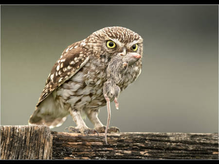 Little Owl