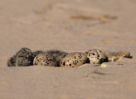 OYSTERCATCHER HATCHLINGS