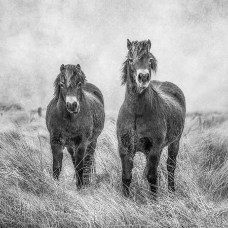 Exmoor Ponies