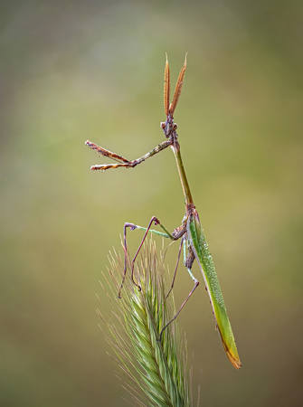 Conehead Mantis