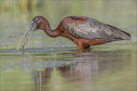 Glossy Ibis With Worm