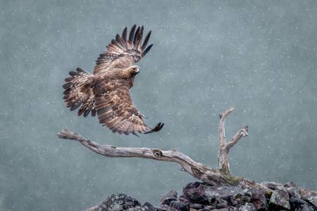 Golden Eagle Winter Flight