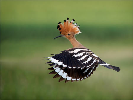 Hoopoe