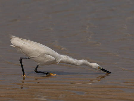 Little Egret Strikes
