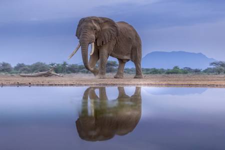 Dusk At The Waterhole