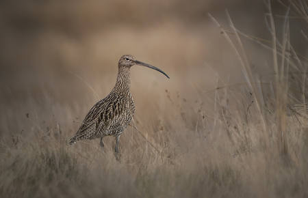 Curlew In The Dales