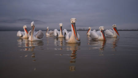 Squadron Dalmatian Pelicans