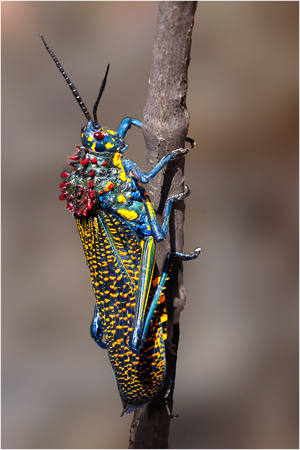 Rainbow Locust, Isalo NP