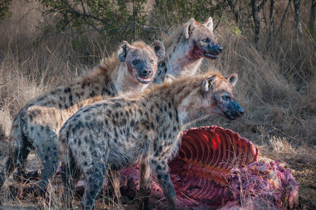 Guarding The Kill