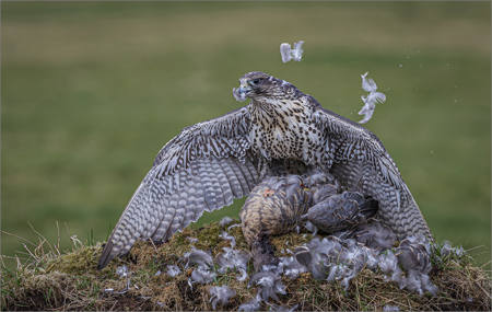 Gyrfalcon Mantling And Plucking