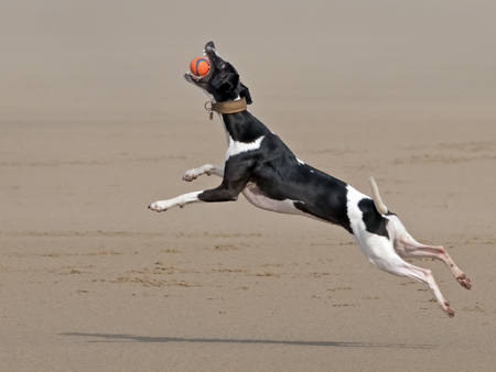 Caught It!