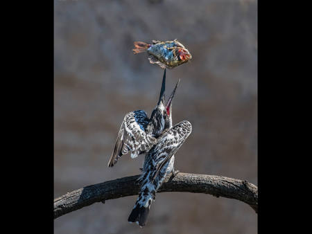 Pied Kingfisher With Tiger Fish