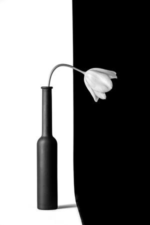 White Tulip In A Black Bottle