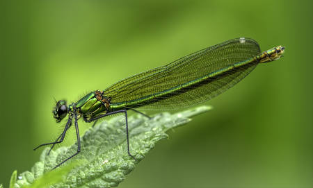 Female Banded Demoiselle