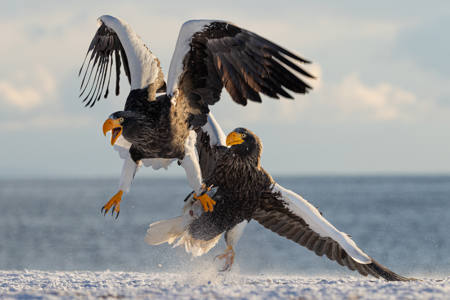 Clash Of The Steller’S Sea Eagles
