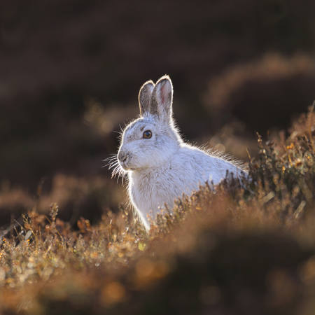 Mountain Hare Backlit
