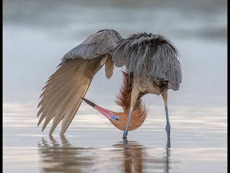 Reddish Egret Preening