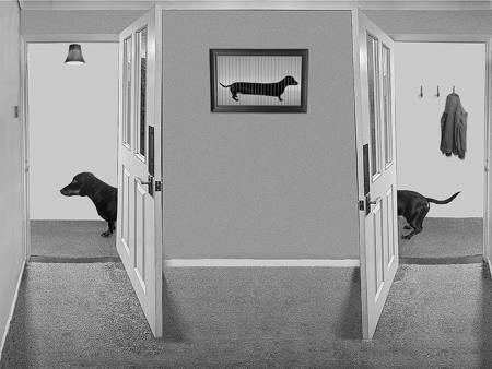 In The Dog House