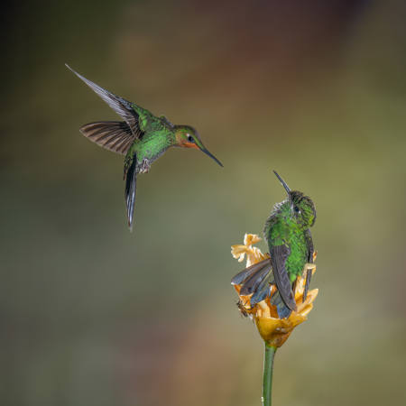 Find Your Own Flower!