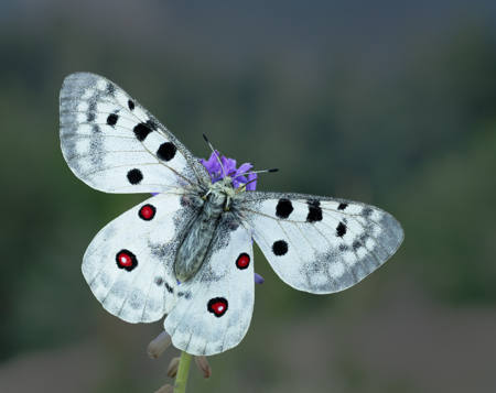 Apollo Bulgaria