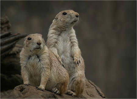 Prairie Dog Lookouts