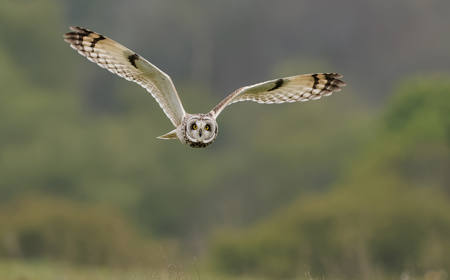 Short-Eared Owl